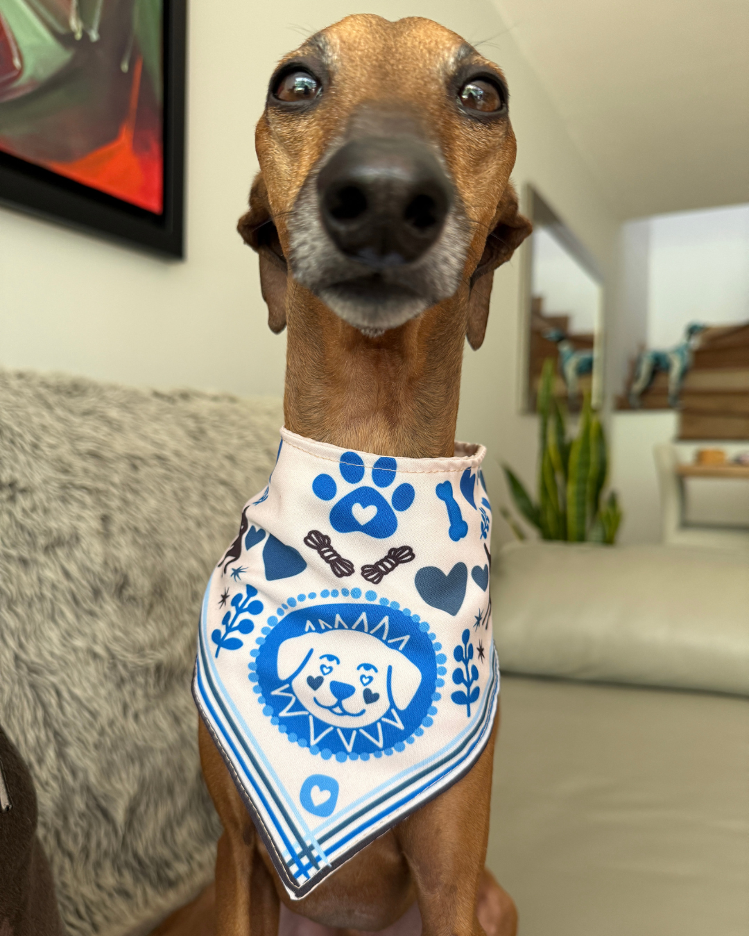 Pañoleta mascotas!